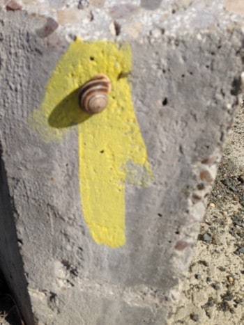 Gelber Pfeil mit Schnecke, Jakobsweg