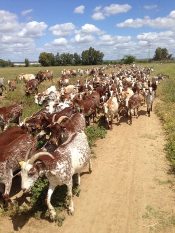Ziegenherde als Gegenverkehr auf dem Jakobsweg, Via-de-la-Plata