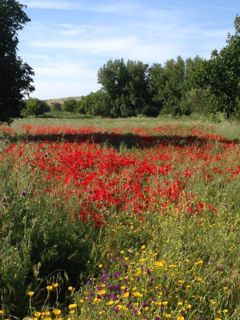 Mohnblumen, Jakobsweg, Via-de-la-Plata