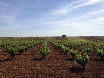 Weinanbau, Via-de-la-Plata, Jakobsweg