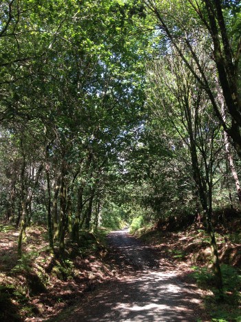 schöner, schattiger Waldweg nach Negreiro, Jakobsweg