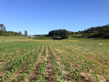 Felder auf dem Weg nach Lieres, Jakobsweg