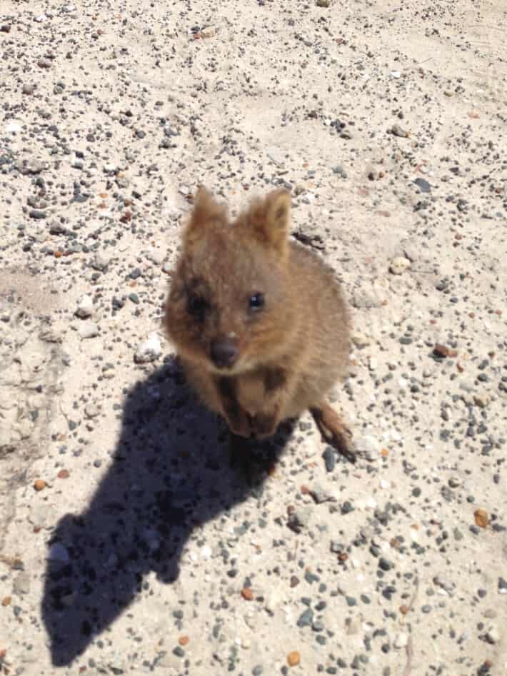 Quokkas 