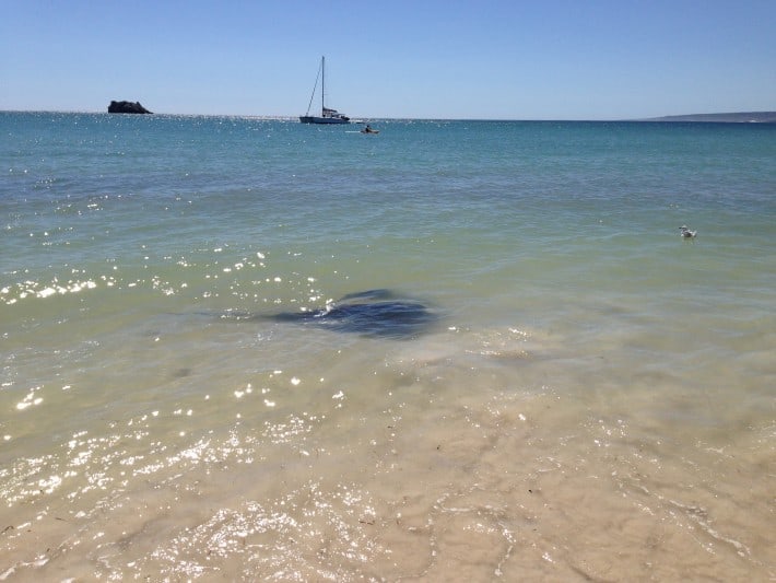 Sting ray 