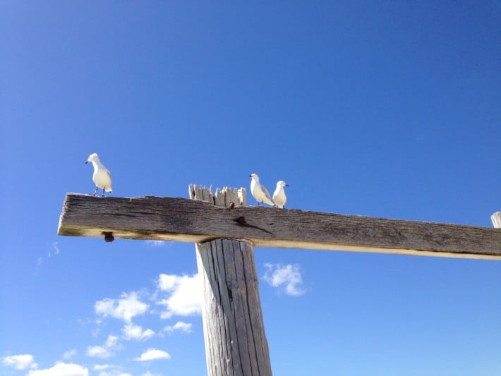 Seagulls
