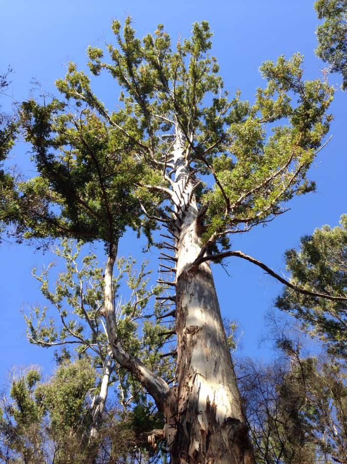 Boorara Tree