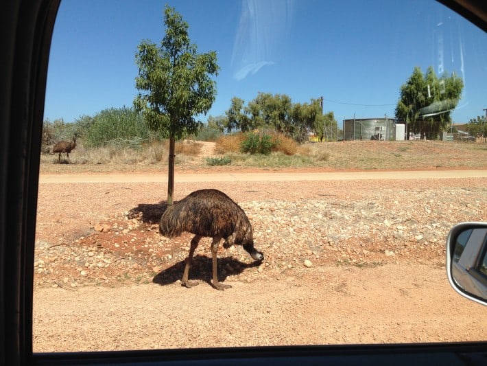 Emus on the way
