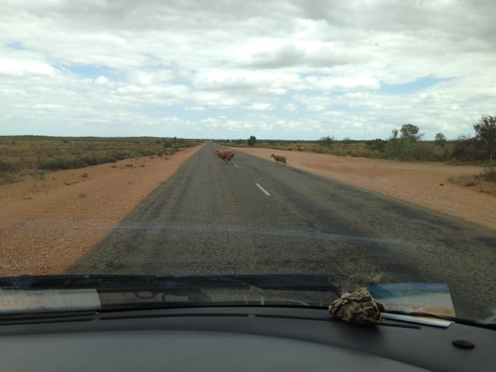 Tiere on the road 