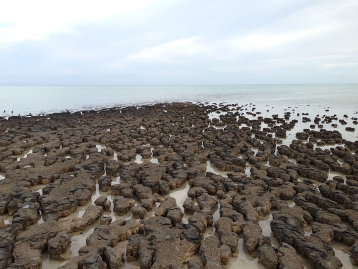 Hamelin Pool