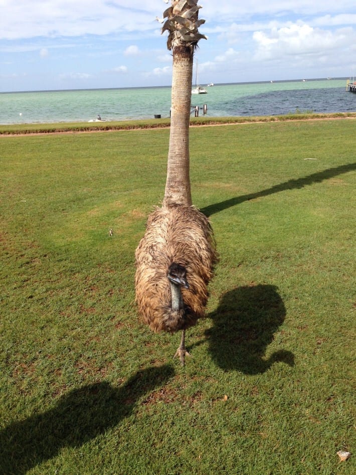 Emu in Dunham