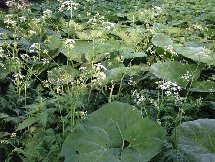 Natur, Blätter