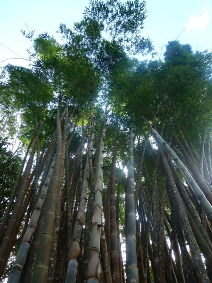 Doi Suthep Artikel 