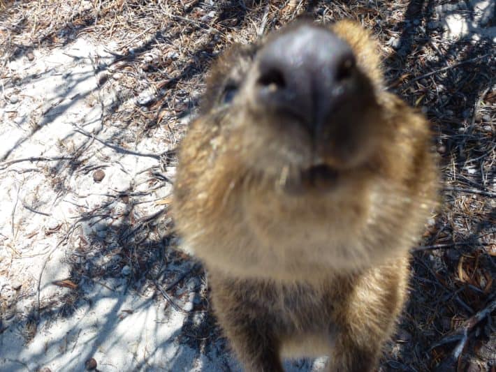 Rottnest Island