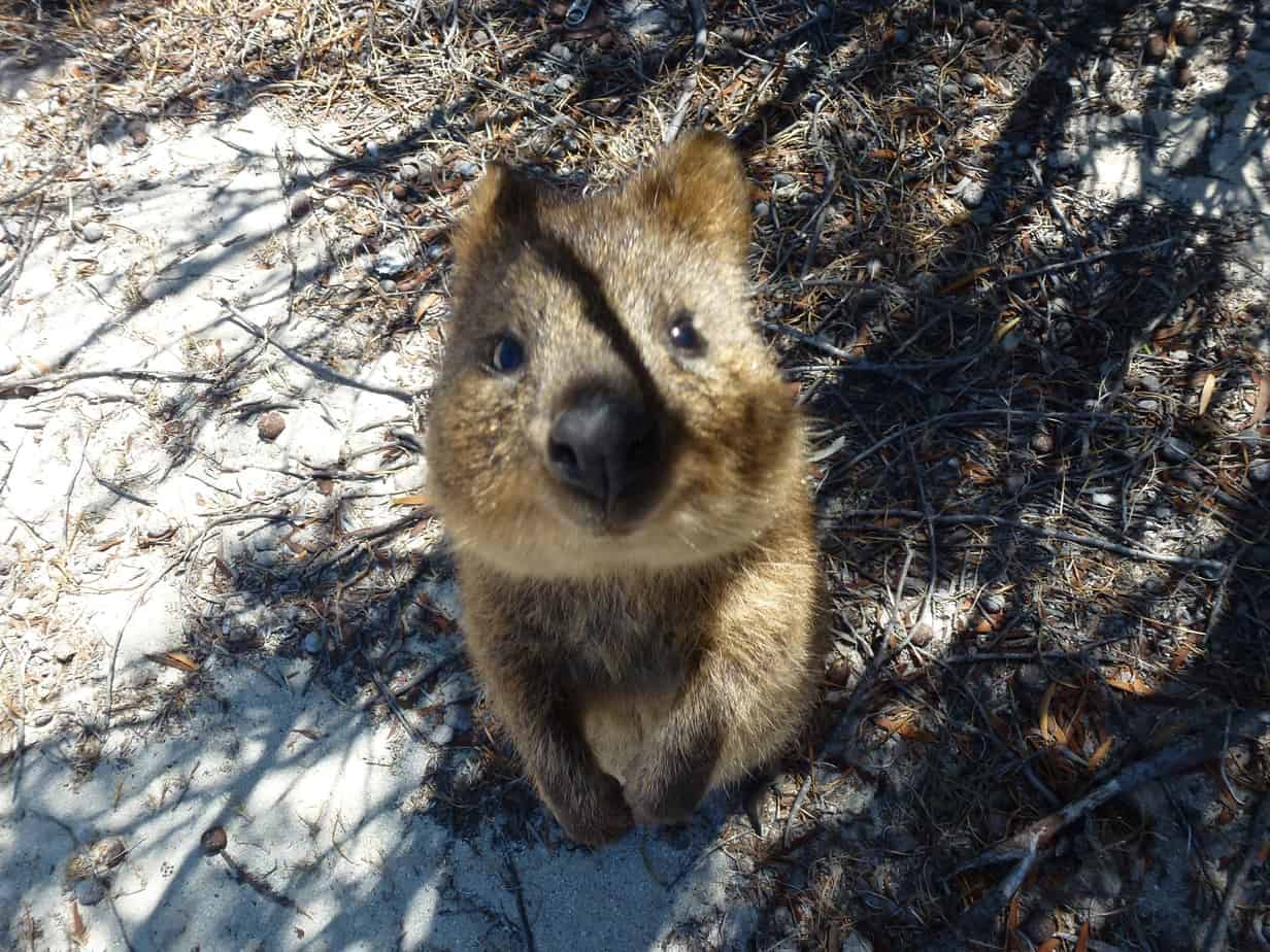 Rottnest Island