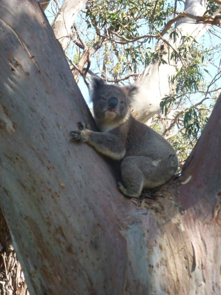 Koala, Eukalyptus Baum, Koalabär, wach, niedlich, Foto aus Beitrag 10 hilfreiche Tipps gegen Jetlag: So überwindest du den Zeitzonenkater, 