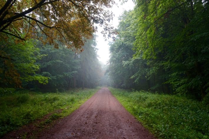 Pummpälzweg, Morgennebel auf dem Wanderweg