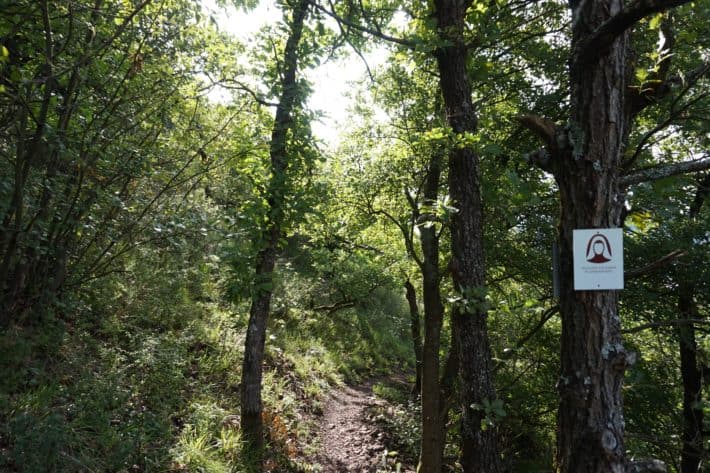 Hildegard von Bingen Pilgerwanderweg, Wegführung durch den Wald, Wegweiser am rechten Baumstamm