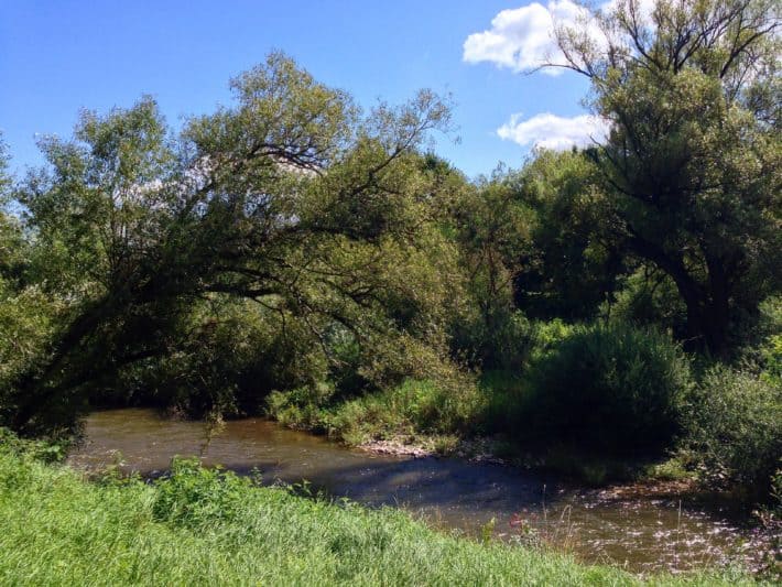 Hildegard von Bingen Pilgerwanderweg, 4. Etappe, am Fluß lang, Nahe, grün, Gras, Bäume, blauer Himmel 