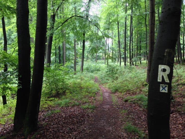 Pummpälzweg, Markierung Rennsteig, Wald, Bäume Natur