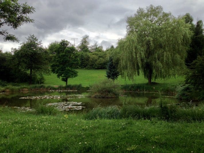 Pummpälzweg , Teich, Seerosen, Natur, Gumpelstadt