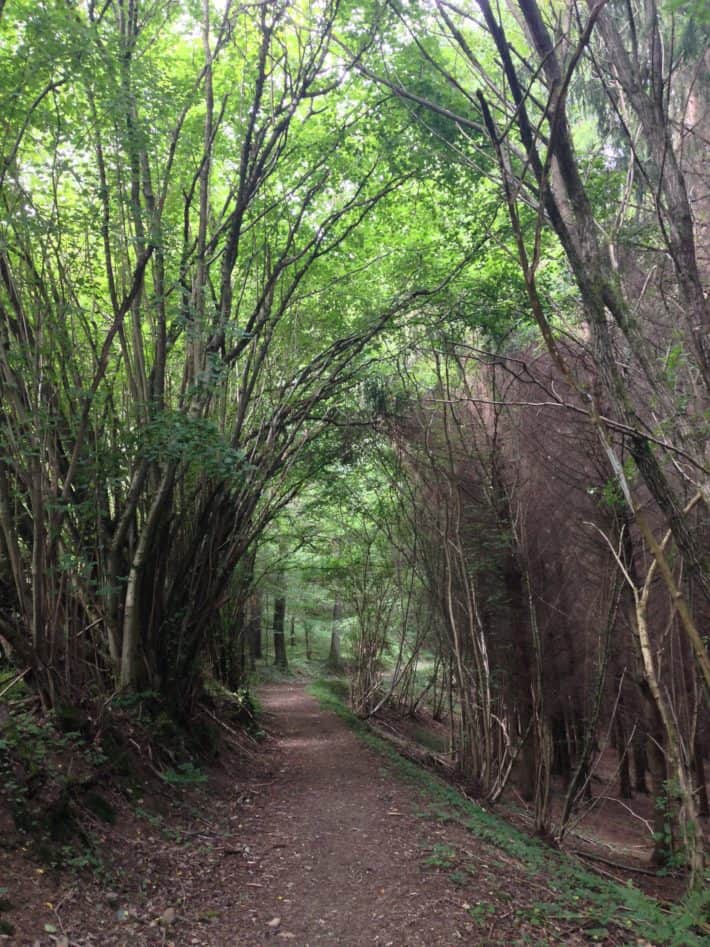 3. Etappe Pilgerwanderweg, wundervoller Waldweg, Blatterkathedrale, grün, Natur, schön