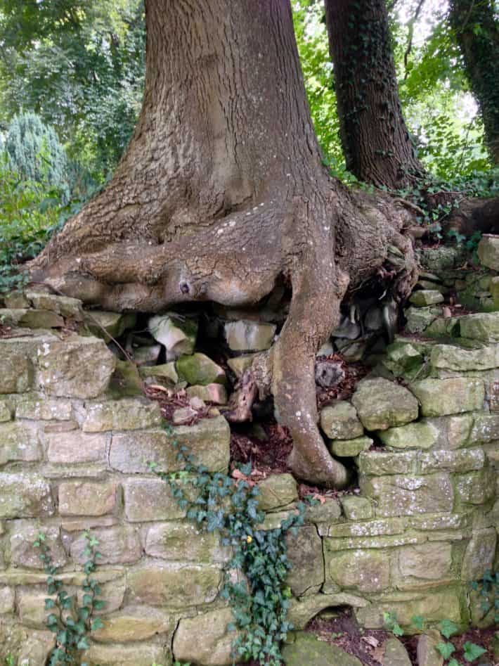 Klosterruine Disibodenberg, Etappenziel Hildegard von Bingen Pilgerwanderweg , die Natur erobert sich ihr Gebiet zurück