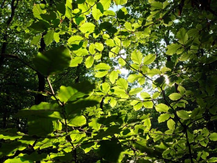 Hildegard von Bingen Pilgerwanderweg, 7. Etappe, Blätter, Sonne, Lichtspiel, grün