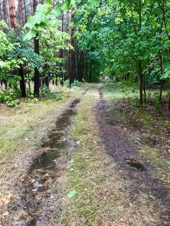 matschiger Waldweg, Pfützen, Wald, grün, 4. Etappe der Via Imperii