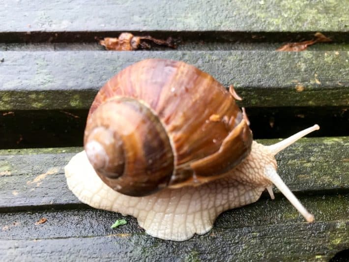 Schnecke, Regentag, 4. Etappe der Via Imperii 