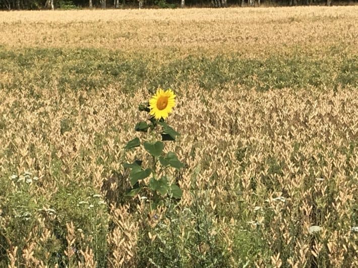 Sonnenblume, Feld, 5. Etappe der Via Imperii, Brandenburg