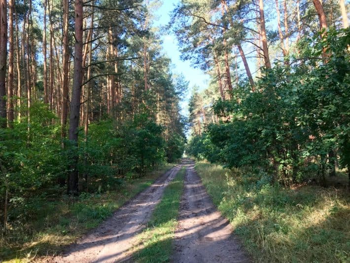 5. Etappe der Via Imperii, Brandenburg, Wanderweg, Wald, Waldweg