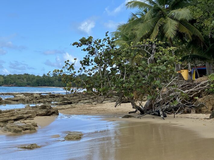 Am Plage de Cluny, Ebbe, Pflanzen, verstecktes Strandhaus, Drehort von Death in Paradise
