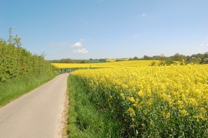Landschaft-Angeln-Rapsfelder 